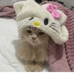 “The Kitty Jar”