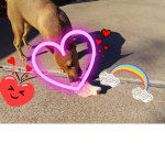 CHIHUAHUA GANG.