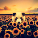 #PandaSquadFam
