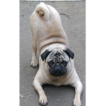 The pug group unity