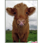 Cow army :D
