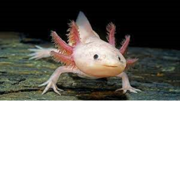 Axolotl Hangout