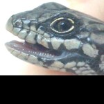 Skinky game model but not a game