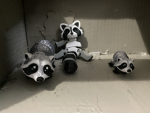 Kevin the Raccoon ,army