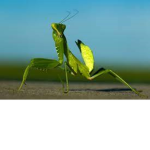 Meditating Mantis's