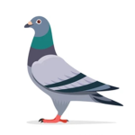 Gang of the pigeons