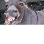 Donkey the DonDey