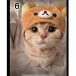 No name but CATS