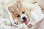 Corgissssss111