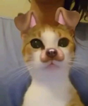 THE SILLY!1!1!1!11!1!