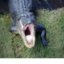 Alligators Home