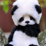#Team Panda Squad for life
