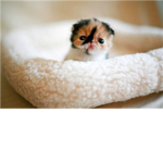 Feeling Lonely