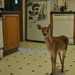 Preppy animals