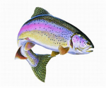 Salmon Trout Steelhead Fishing Team