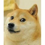 Doges,Cats,Rats, and felipe ww2 roleplay community