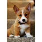 I love dogs alot so plz join group I will give my