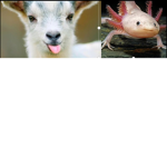 AXA GOAT CLAN