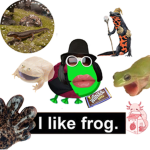 Frog’s and salamander’s