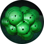 The Fungus