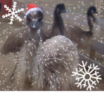 Emme's emu's