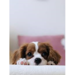 Friends Who like Puppys