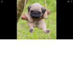 The pugs group cute