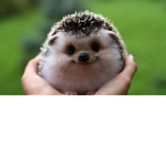 ~The Hedgehog's~