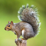 Squirrels!!!!!