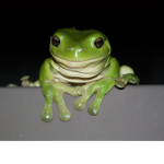 Army of frogss