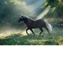 black stallions stables and green forest eq