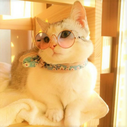 Aesthetic Cat Roblox decal
