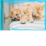 Cat squad kitten’s to
