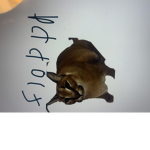 Floppa supreme gang