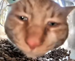 MaxShot
