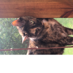 Fire Catloves