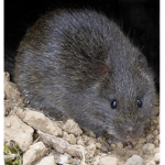 Rat's Unite!
