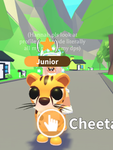Pet shop care