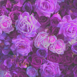 🌸