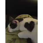 Lolkittt
