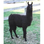 The Black Llamas