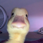 [TDE] The Duck Empire