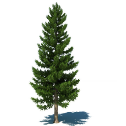 Pines BETA🌲