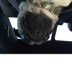 Moose Foundation