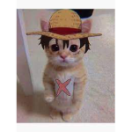 The One Piece Cats