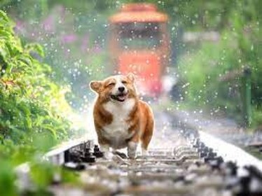Terrible Dog