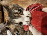 Sour cream water