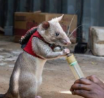 Rats of Rattington