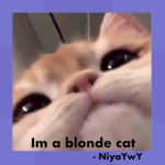 Blonde cats .-.