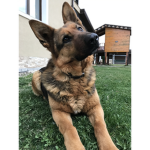 Germans shepherds
